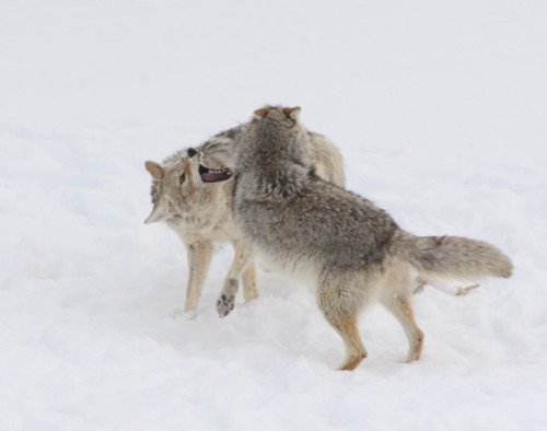 coyotes play-fighting as part of their mating rituals Robert J. Weselmann