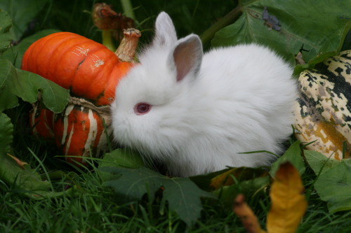 bunnehs