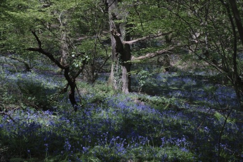 buron: Picnic in the Bluebells (xi) ©sydburon - May ‘18