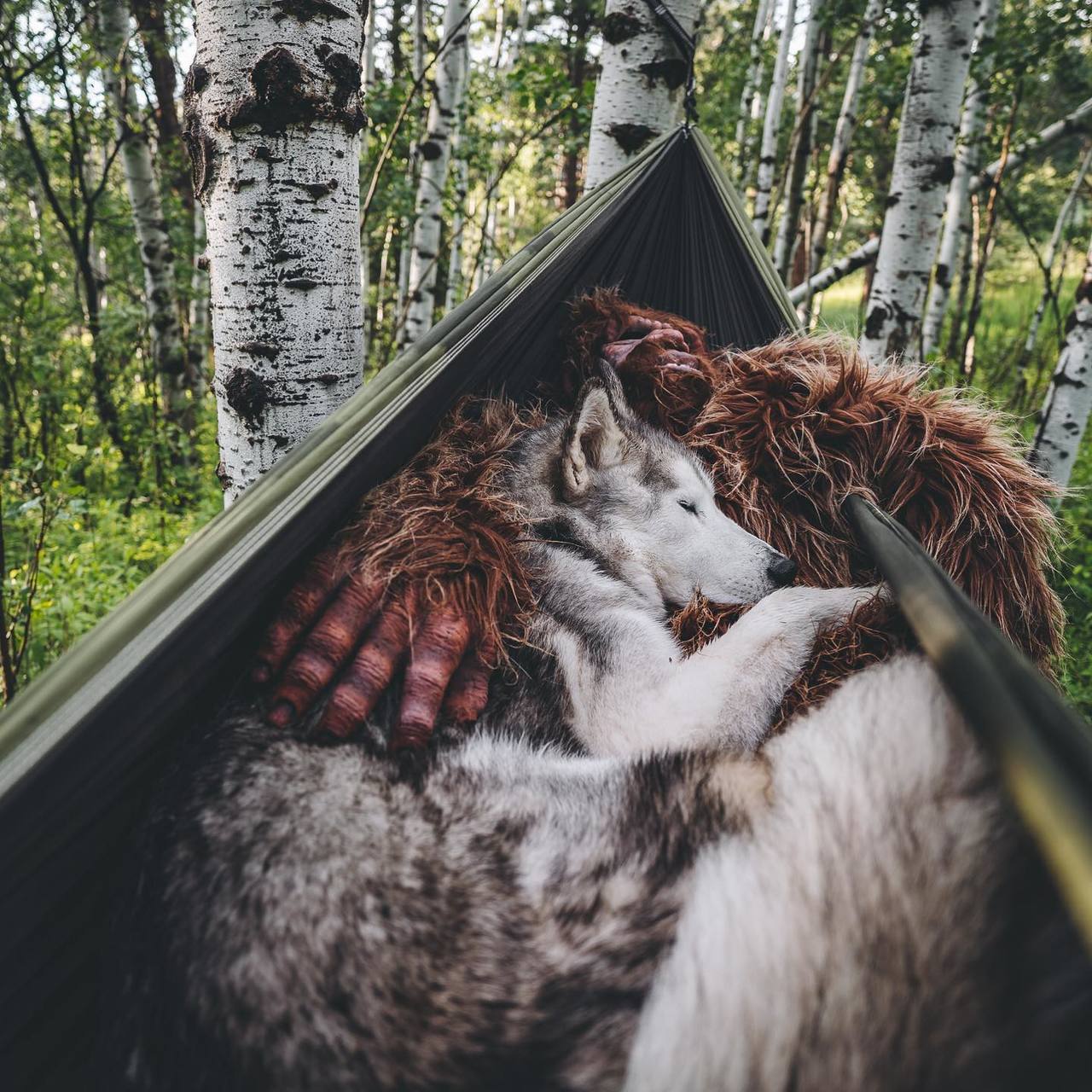 dadpat-tactual:  aww-so-pretty:  Meet Loki the wolfdog   Y’all just gonna breeze