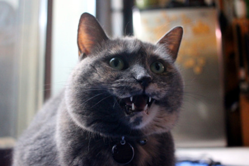 refurbthecat:“Average person screams 3 times per day” factoid actually just statistical error. avera