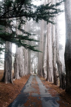 kristine-nicole:  Enchanted pathway Www.kristineherman.com