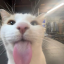 boobiluvr