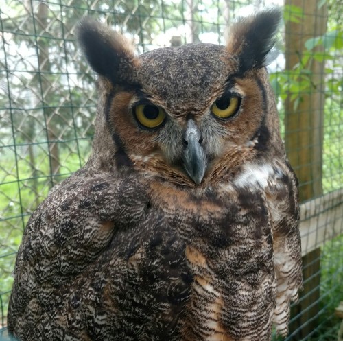 This is my archnemesis, Icarus. She is an imprint Great Horned Owl, so that means she is a total pun