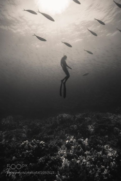 lifeunderthewaves:  capturing time by pepearcos “The camera makes you forget you’re there. It’s not like you are hiding but you forget, you are just looking so much.” _Annie Leibovitz, 1949  Location: Big island, Hawaii Freediver: Flavia Eberhard