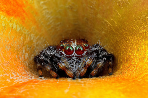 archiemcphee: Malaysian photographer Jimmy Kong took these amazing macro photos of spiders native to