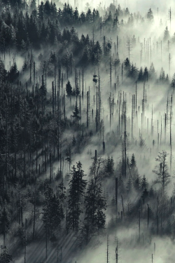 cxx-x:  Landscape // The Woods © 