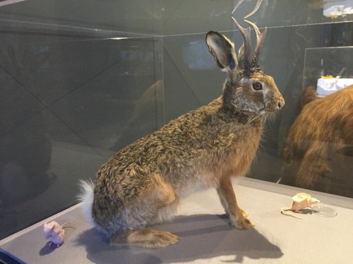 cryptozoologygirls: Taxidermied Jackalope seen at the Naturhistorisches Museum in Vienna, Austria