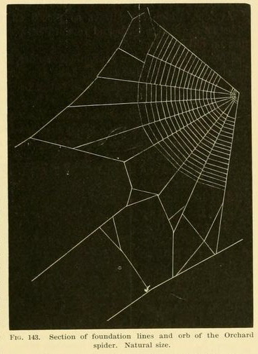nemfrog:  Fig. 143. Section of foundation lines and orb of the Orchard spider. _American