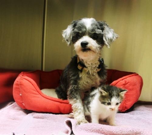 thefrogman:  Dog Finds A Tiny Kitten, Risks Everything To Save Her Animal control officers in Anderson, S.C., thought that a barking shih tzu was stuck in a ravine. Turns out, she was there nursing and protecting a tiny abandoned kitten she had found.