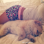 xoxoopupi