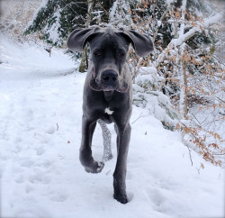 awwww-cute:  Last winter. I think he liked the snow 