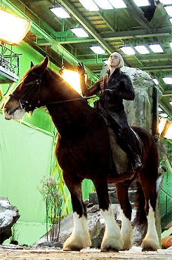 movienut14:  lukasnorth:  The horse Lee rode in The Hobbit, Moose (the one they CGI’d