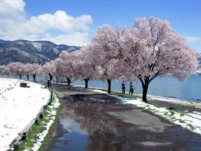 zekkei-beautiful-scenery:  Cherry blossoms and snow falling in #Japan  桜舞い散る雪が降る
