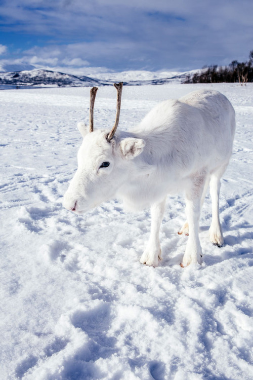 Photographer Captures Extremely Rare White Baby Reindeer While Hiking In Norway (6 Pics)