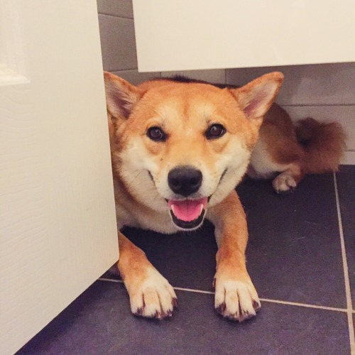 rubyrubyroooo: Ruby’s been on hiatus after getting too friendly with a skunk but now she&rsquo