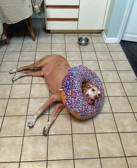 tastefullyoffensive:  Happy as a dog in a donut. (via briellewestwood) 