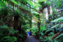 java-jungle: Active jungle blog 🌿