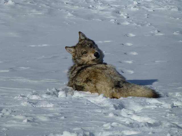 sisterofthewolves:  Picture by Eric Cole/USFWSAs the immobilization drug wears off,