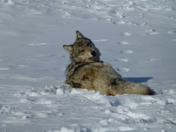 sisterofthewolves:  Picture by Eric Cole/USFWSAs the immobilization drug wears off, a gray wolf regains more voluntary muscle use.