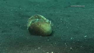 jvierk:sixpenceee:Octopus hides in clam shell. I think they are so smart! (Source)Saw video of one u