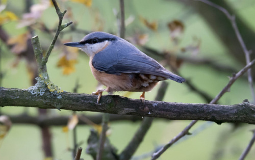 helgardin:Nuthatch