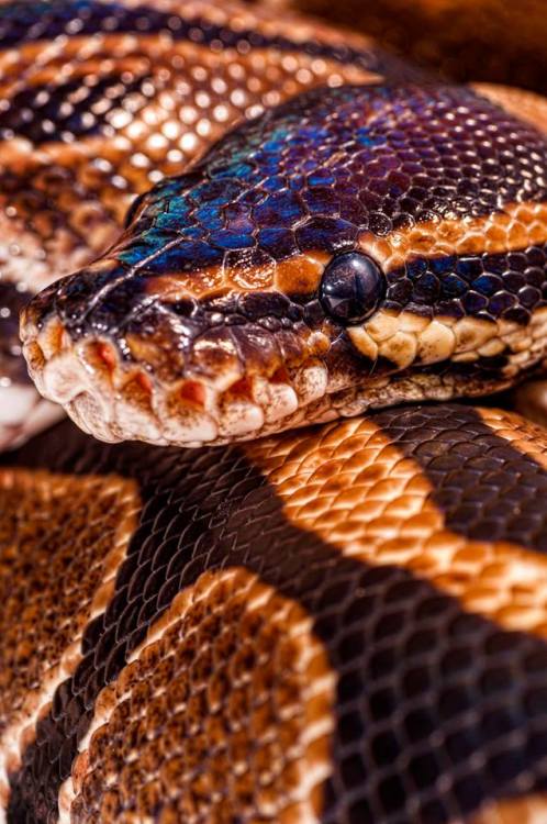 Reptile Facts - Royal python (Python regius) photographed...