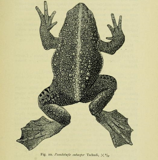 wapiti3:  The amphibia of the Indo-Australian archipelago, with 29 illustrations,