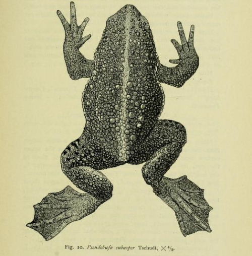 wapiti3:  The amphibia of the Indo-Australian archipelago, with 29 illustrations, by Dr. P. N. Van Kampen. on Flickr.Via Flickr: Publication info Leiden,E. J. Brill, ltd.,1923. American Museum of Natural History Library BioDivLibrary