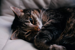 meljammin:cat nap, again