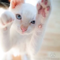 catsofinstagram:  From @hoffgrapher: “too cute to handle, kitten Ludwig” #catsofinstagram [source: http://ift.tt/1TR8Z2e ] 