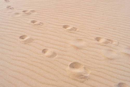 Can’t wait to walk without shoes here again. #beach #sonya7 #vintagelens #35mm #sonyimages #ey