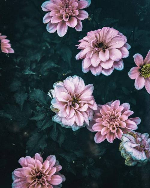 by Mai Yanagisawa