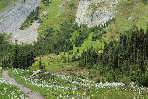 burningmine:Spray ParkMount Rainier National Park, July 2019