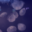 bluminescent-moon