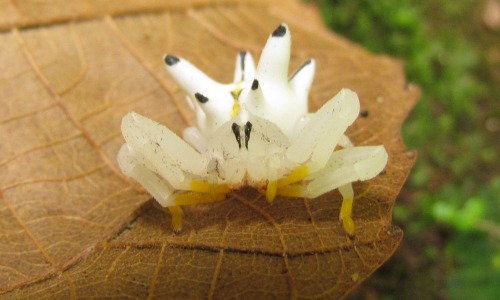 onenicebugperday:Seven-spined crab spider, Epicadus heterogaster, Thomisidae. Found in South and Cen