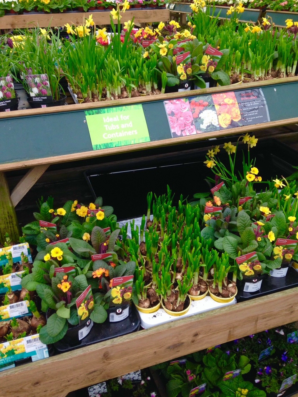 wisteria-spirit:I’m in love with garden centres, especially when spring is on the