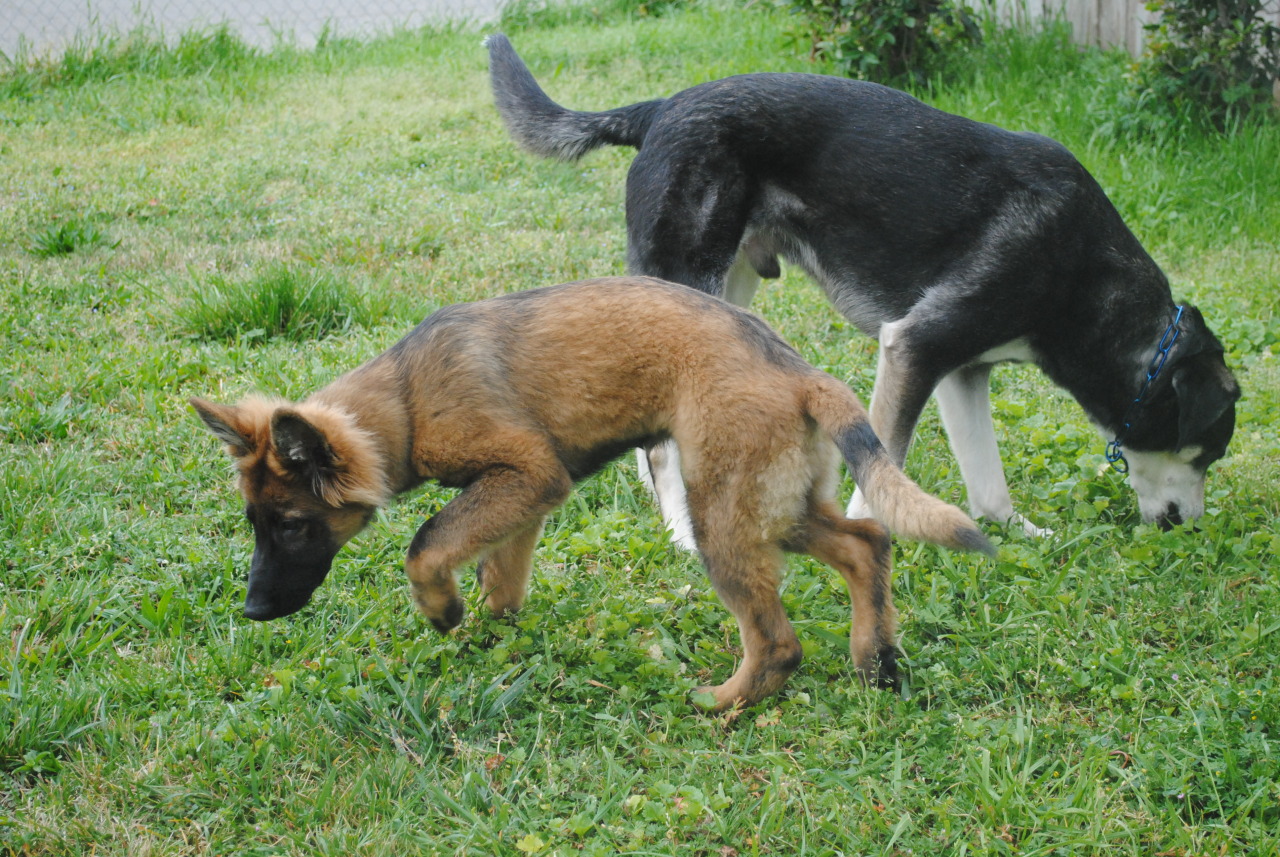 pawsitivelypowerful:He’s getting darker! 