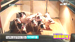 jaehyum:  Leo being a cute little shit with baby pigs 