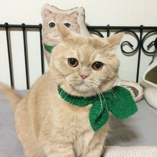 coolcatgroup:gokyuzlumadam:Who is this impostor Also might I add mine of my cat just in case there a