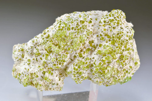 Andradite var. Demantoid on Asbestos- Ristoro di Campo Franscia, Valmalenco, Sondrio Provimce, Lomba