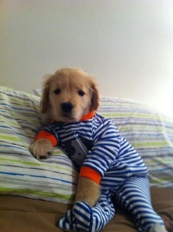 all-dog-breeds:  Ready for his bed time story!