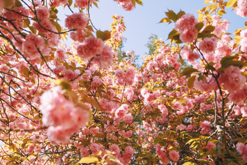 boohwanj: 2022-04-17Spring, Double flowering cherry blossomsCanon EOS R3 + RF15-35mm f2.8L ISInstagr