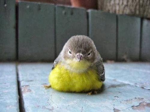 nastasjafilipovna: ftcreature:  shhh bird is grumpy  do not make a peep  LELKEM MADARA.