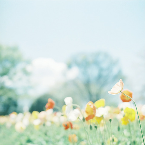 kiramiso:flowers (by shabon*)