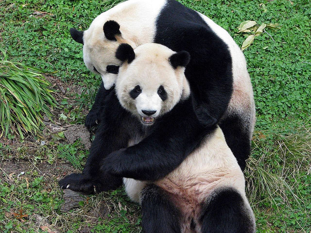 giantpandaphotos:  Mei Xiang and Tian Tian at the National Zoo in Washington D.C.