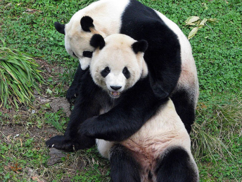 giantpandaphotos:  Mei Xiang and Tian Tian at the National Zoo in Washington D.C. on November 2, 2008. © Roxanda Bear.