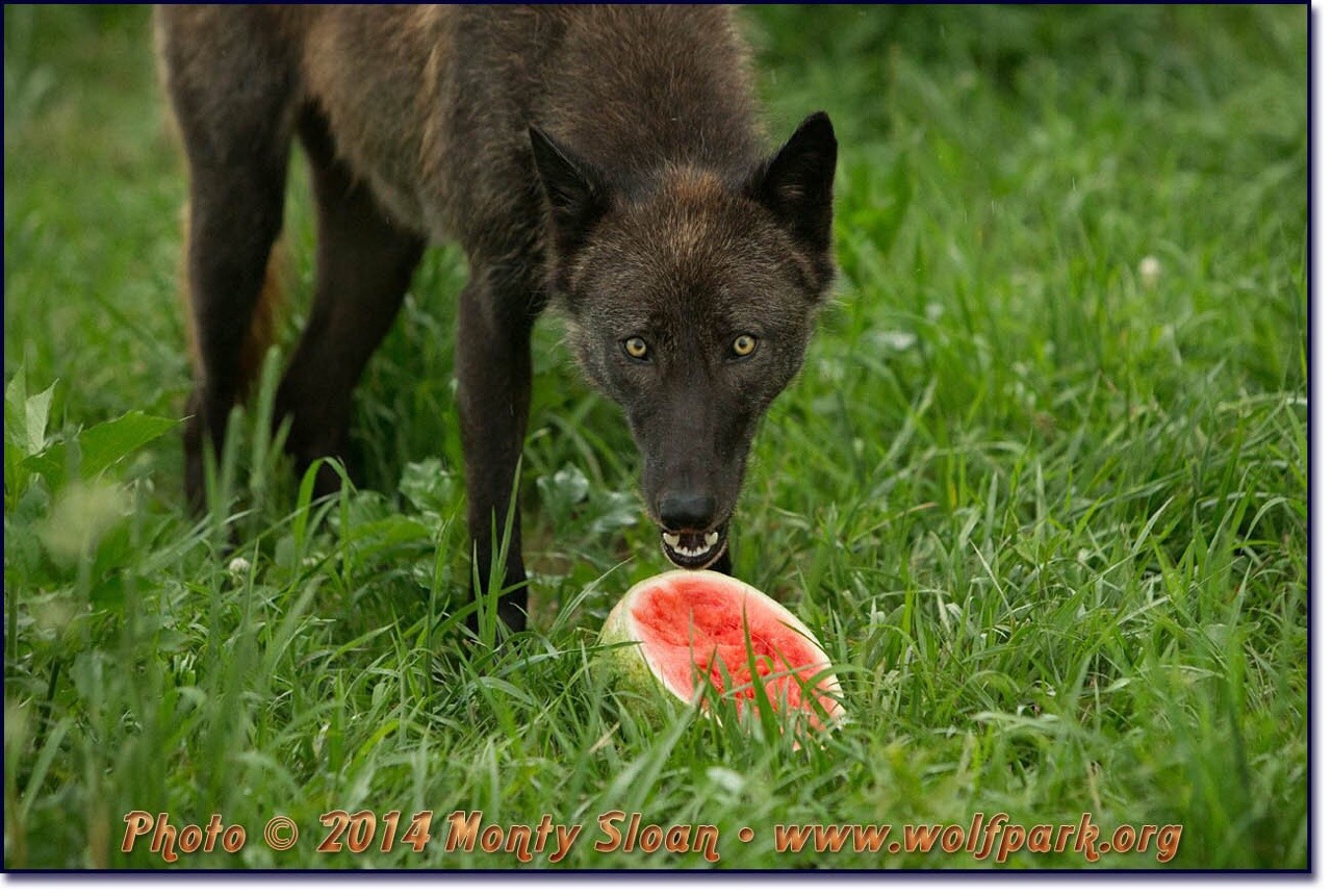 8bitmickey: Pictures of wolves eating watermelons has quickly become my new aesthetic.