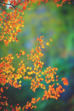 visualechoess:  Countryside of autumn | Photographer