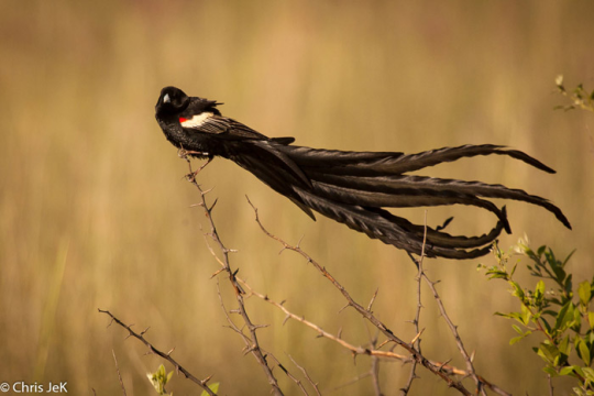 silverhawk: silverhawk:   this bird genuinely looks so Gothic™ to me that i had to show everyone in its own post so its called the long-tailed widowbird and i think its just genuinely so Cool Looking and wanted to appreciate its long tail some more
